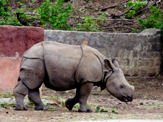 Baby Indian Rhinoceros. Rhinoceros in zoo. Hyderabad